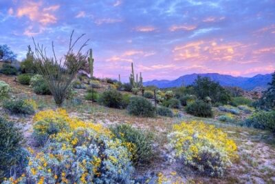 blooming sonoran desert at sunset.